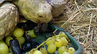Sulcata Tortoise eating grapes