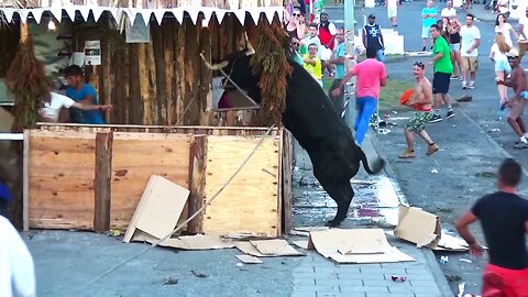 Best Funny Vídeos With Bulls - Clip 2/2015 - Terceira Island Bullfights - Azores