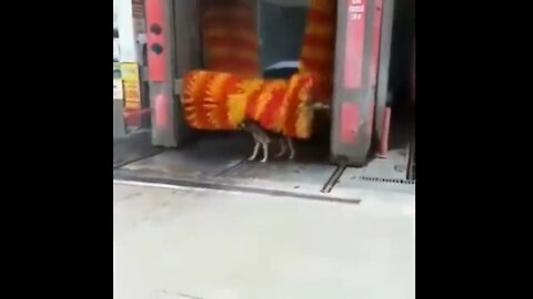 Dog waits for the car to be cleaned and then washes at the car wash.