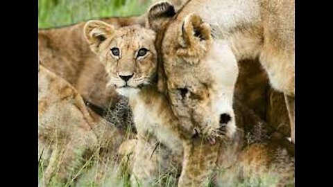 Lion Cub Roar | Lion Cubs Roaring ADORABLE! SIX LION CUBS enjoy their first outdoor adventure
