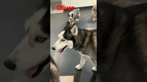 [Shorts 0156] OLIVER [#dogs #doggos #doggos #puppies #dogdaycare]