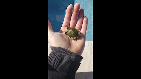 Baby turtle rescue & release!