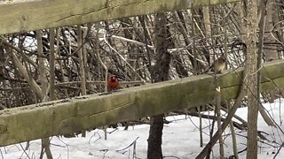 Cardinals James Gardens Toronto