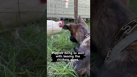 Puppies learning to leave the chickens alone. #dutchshepherd #puppy