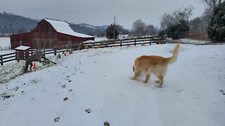 My Golden Retriever Enzo Wolf and his first Birthday in the snow.