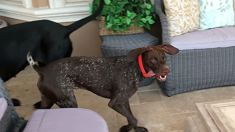 Great Dane Watches Pointer Search for Gecko Lizards