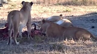 Lion Pride With A Wildebeest (gnu) That they Caught