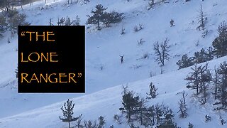 "The Lone Ranger" Bull Elk Alone on the Winter Range Time Lapse