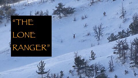 "The Lone Ranger" Bull Elk Alone on the Winter Range Time Lapse