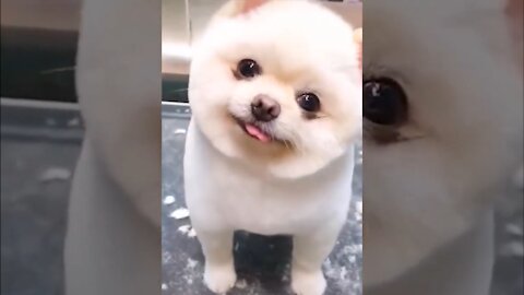 Cute Dog Turning His Head From Side To Side