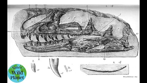 Proceratosaurus: A small, crested tyrannosaur