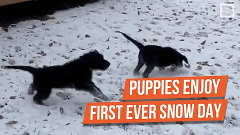 PAW-SITIVELY PRECIOUS! Puppies Stampede to Enjoy Their First Snow