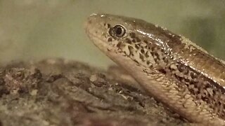 A SIMPLE MUSIC VIDEO WITH LARRY THE LEGLESS LIZARD [10-28-2022] 🎶