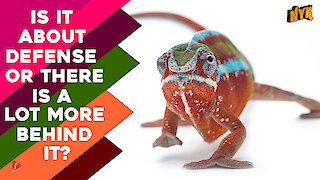 How do Chameleons Change Their Colour ?