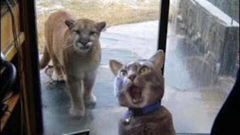 When CAT meets WILD CAT...Hilarious Videos of Animals.