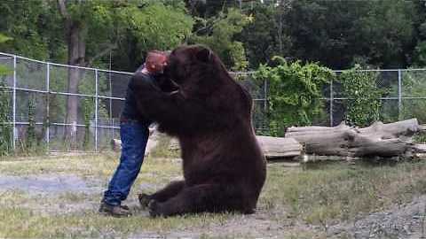 Huge Bear Runs In To Express Love Towards Caregiver