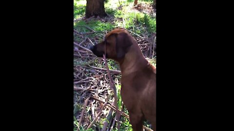 Mister Brown The Rhodesian Ridgeback; In Winter's Icy Waters