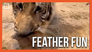 Tiger Cub "Lily" Has Ridiculous Amount of Fun with Feather at Oakland Zoo