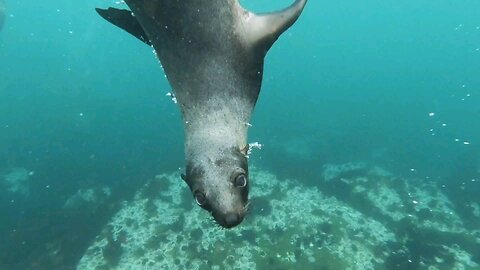 These sea lions are living their best lives