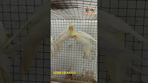 #lutino#cockatiels#parrots