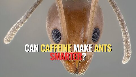Can Caffeine Make Ants Smarter?