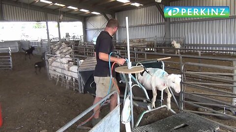 PERKINZ DrenchMaster Sheep-handler. July 2019