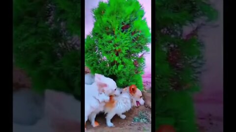 Puppy's Christmas Grooming #Puppy #Dogs #Shorts #Puppyvideo #Shortvideo #dog #doglover #cutedog