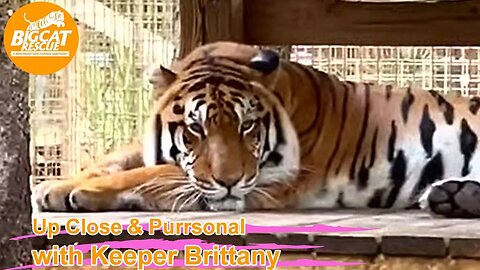 Big Cat Rescue LIVE Q&A with Brittany at Big Cat Rescue 03 13 2023
