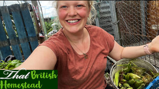 Allotment Harvest With Me! Late August Harvest!