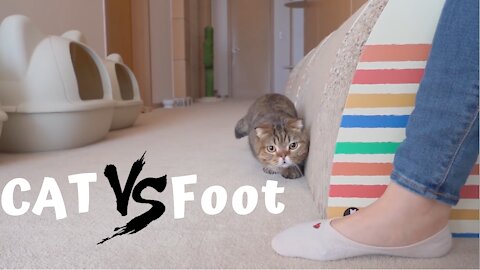 CAT VS FOOT