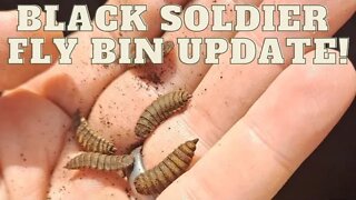 Black Soldier Fly Compost Bin Update!