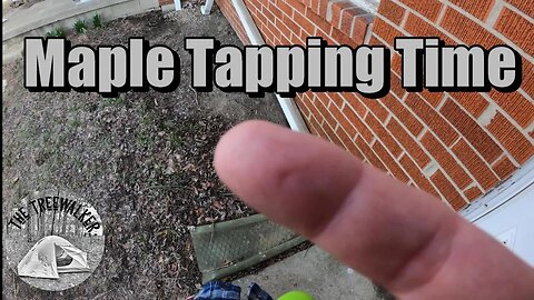 First Time Tapping Maple Trees