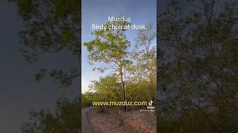 Muzduz Bird chior at dusk. #short #nature