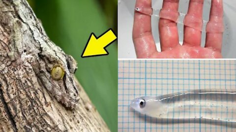 Top 10 Invisible Animals In The World