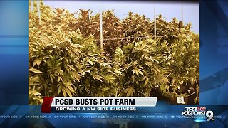 Deputies bust pot farm west of town