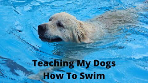 Teaching My Dogs How To Swim