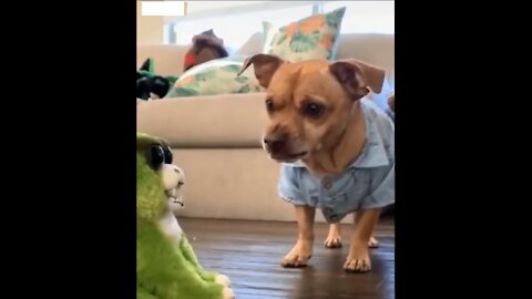 Funny Dogs At Home | Funniest dog videos | Funny Animal Video 2021