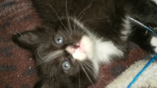 kitten plays with ball of yarn