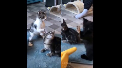 Cat try to catch its prey - part 2 - cat