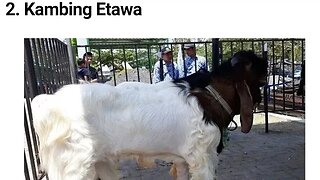 KAMBING ETAWA