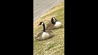 Canadian Geese