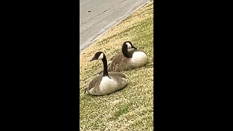 Canadian Geese