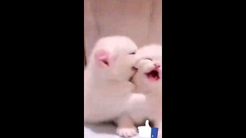 so_cute_pet_kitten_funny_cat_💞🫣🤣🤣😱