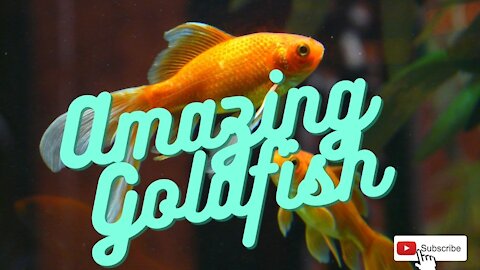 Amazing Goldfish !!!
