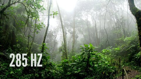 285 Hz | Chuva e Trovões na Floresta para Relaxar e Dormir