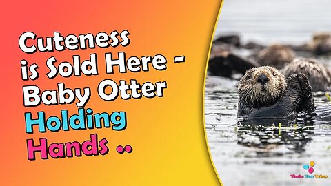 Cuteness is Sold Here Baby Otter Holding Hands While Sleeping