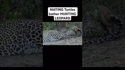 MATING turtles bother HUNTING leopard