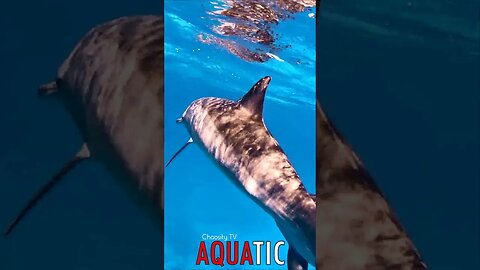 🌊 #AQUATIC - Dolphins in Harmony: Nature's Grace on Display in Sapphire Waters 🦈