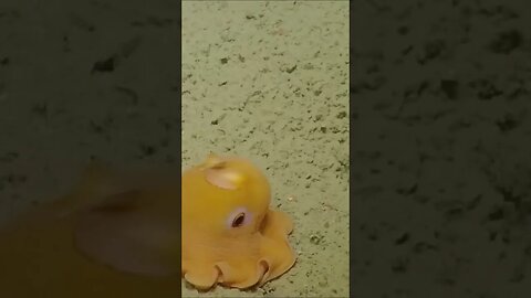 worlds cutest octopus