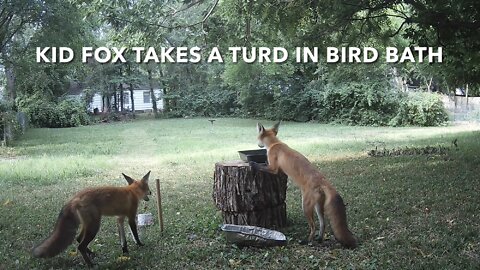 Kid Fox Takes A Turd In Bird Bath